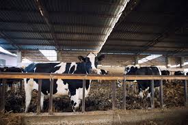 Modern Cow Sheds by Top PEB Supplier 